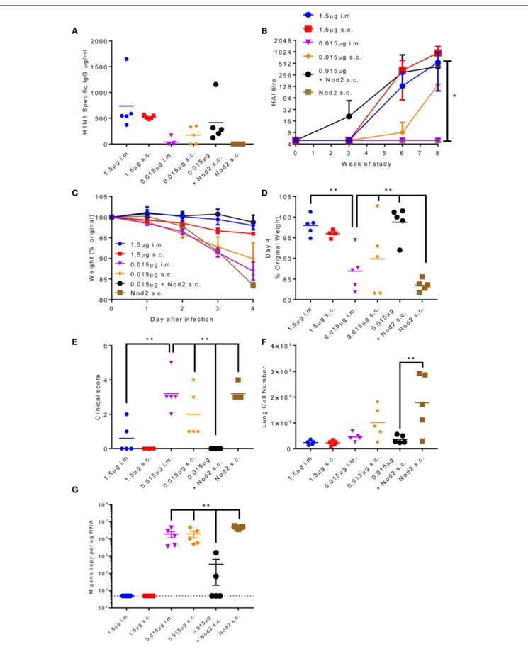 FIGURE 6 | Combination of antigen with PLA-Nod2 particles enables dose sparing. Mice were immunized three times at 3 weekly intervals with 1.5 or 0.015 µg ciliate derived rHA A/Cal by the intramuscular (i.m.) or subcutaneous (s.c.) routes; responses were c