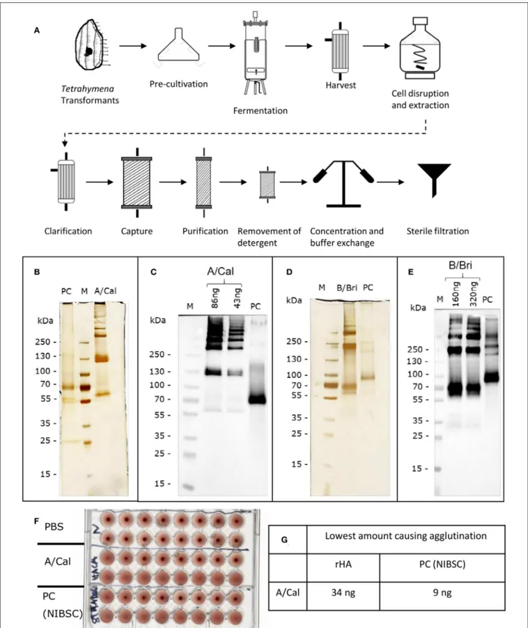 FIGURE 1 | Production and characterization of recombinant rHA expressed in Tetrahymena thermophila