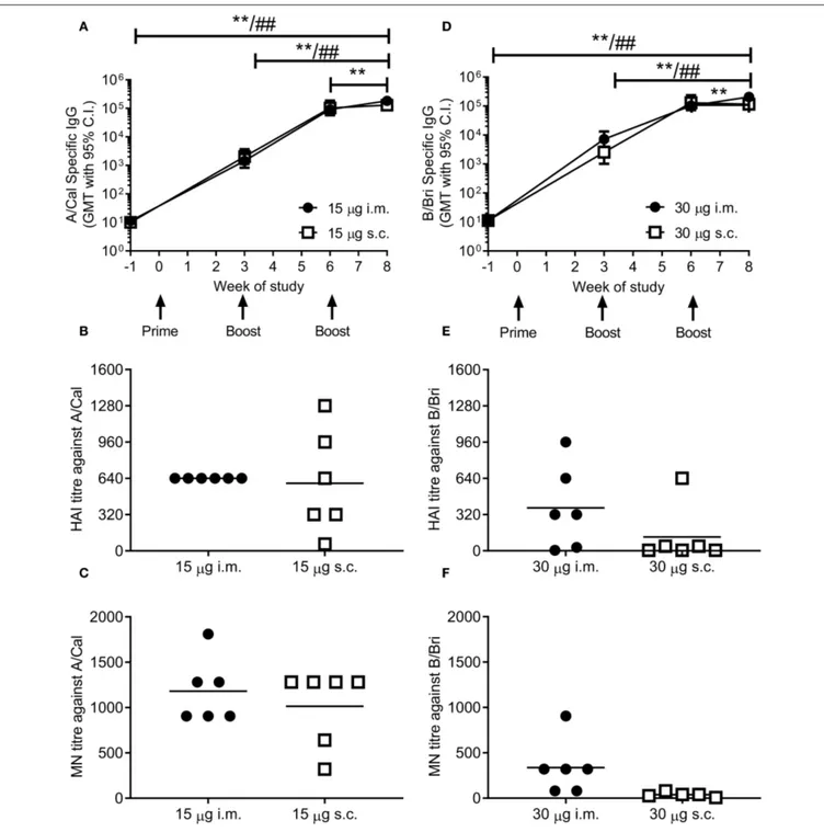 FIGURE 2 | Ciliate produced rHA induces an antibody response in mice. BALB/c mice were immunized three times at 3 weekly intervals with either 15 µg A/Cal (A–C) or 30 µg B/Bri (D–F) by the intramuscular (i.m.) or subcutaneous (s.c.) routes