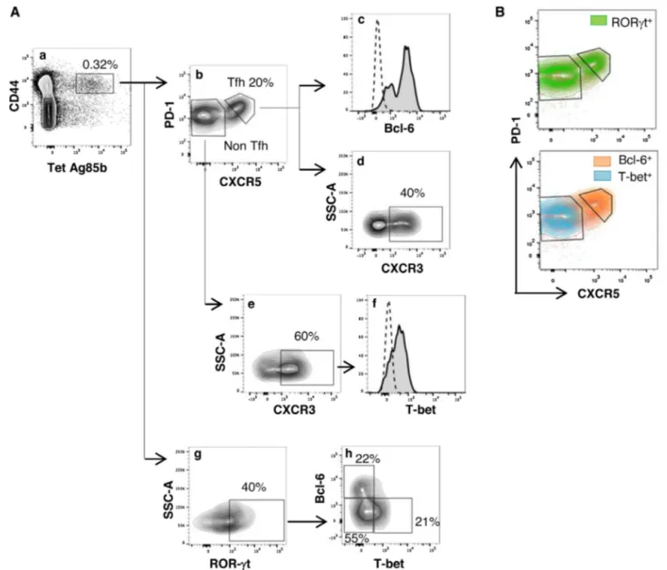 Fig. 1. Characterization of Ag85B-speciﬁc CD4 + T cell subpopulations in lymph nodes draining the immunization site