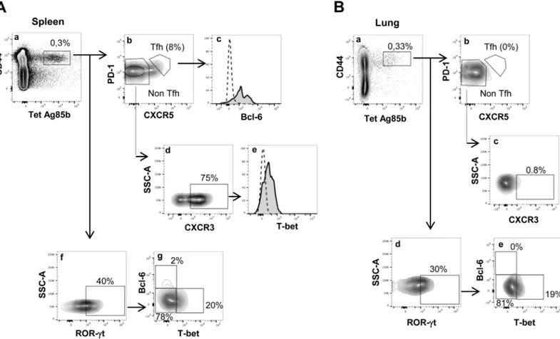 Fig. 2. Characterization of Ag85B-speciﬁc CD4 + T cell subpopulations in spleen and lungs