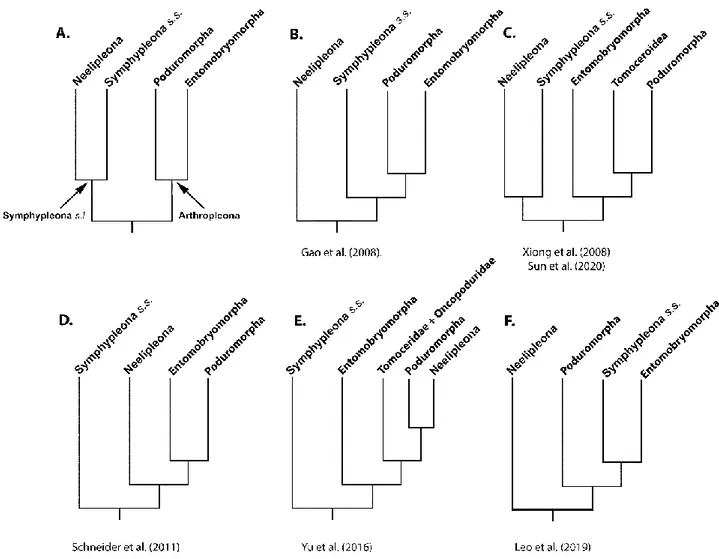 Figure 1. Competing hypotheses for Collembola phylogeny obtained using molecular markers and listed in chronological  order