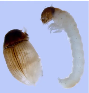 Figure 7. Larva and newly hatched adult of the moss-eating beetle Simplocaria metallica (Byrrhidae),  extracted from a pioneer moss turf