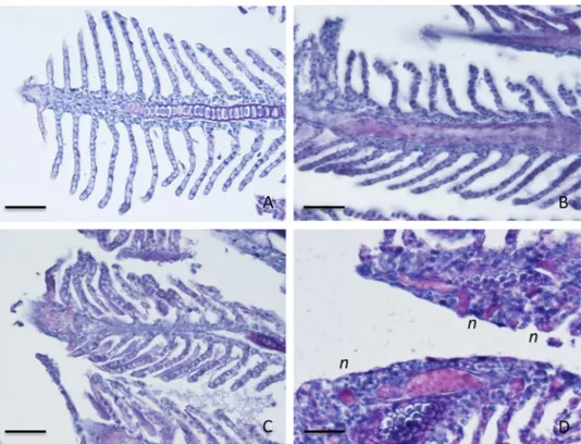 Figure 5.  Histology of gills. Representative sections of gill lamellae stained with PAS with HH nuclear  counterstain