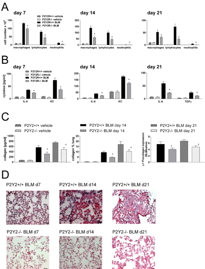 Figure 5: P2Y 2 R-deficient animals are partially protected from bleomycin induced lung injury and fibrosis