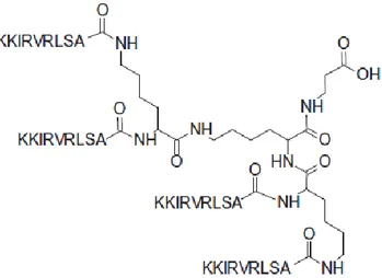 Figure 1. Tetra-branched structure of the antimicrobial peptide SET-M33. 