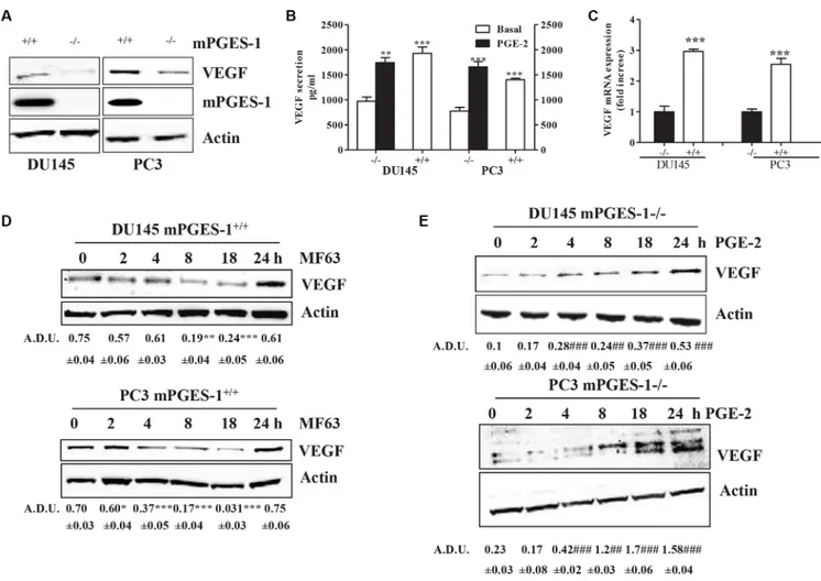 Figure S4A). miR-15b and miR-93 were not modified. We also found that treatment of mPGES-1 +/+  cells 