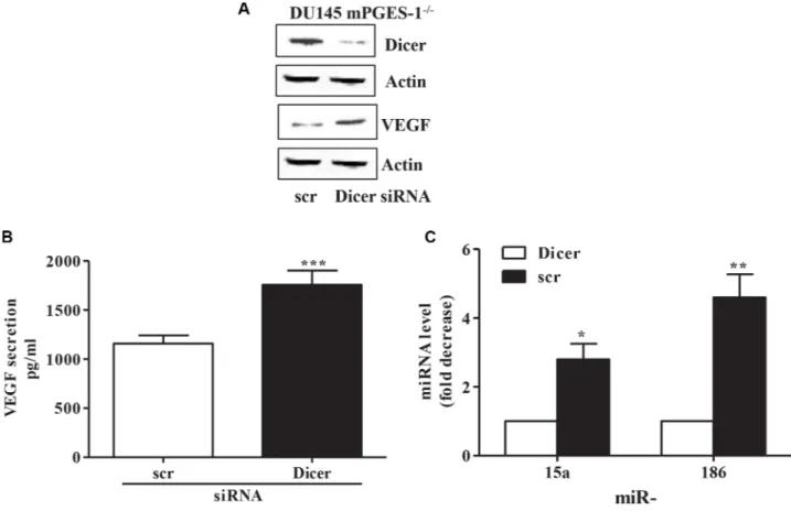 Figure 5: miRNA and VEGF expression/production in Dicer silenced mPGES-1 -/-  cells.  (A) Dicer and VEGF protein  expression in scrambled and in Dicer siRNA-transfected DU145 mPGES-1 -/-  cells