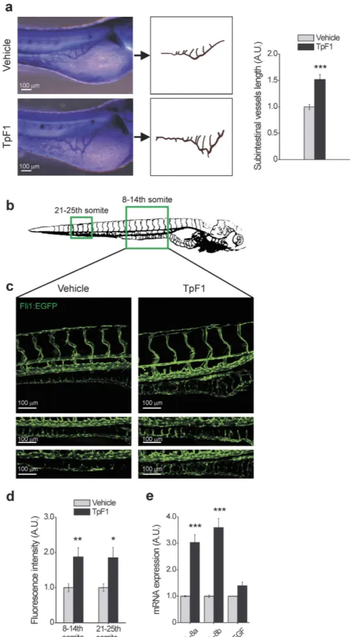 Figure 6.  TpF1 has angiogenic activity in zebrafish. (a) Comparison of the blood vessel patterning, at the sub- sub-intestinal area (SIVs), between vehicle- and TpF1-treated larvae