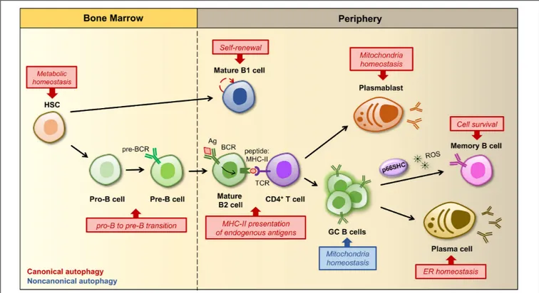 FIGURE 2 | Regulation of B cell development, activation and differentiation by autophagy