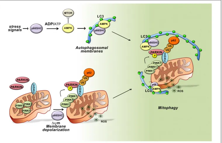 FIGURE 3 | Role of p66SHC-dependent autophagy/mitophagy in B cells. In the presence of p66SHC, B cells undergo oxidative stress with insufficient ATP production and metabolic imbalance