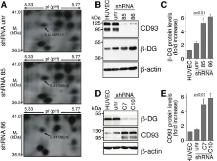 Figure 1: In ECs DG and CD93 silencing reveals adaptive changes in expression of both proteins
