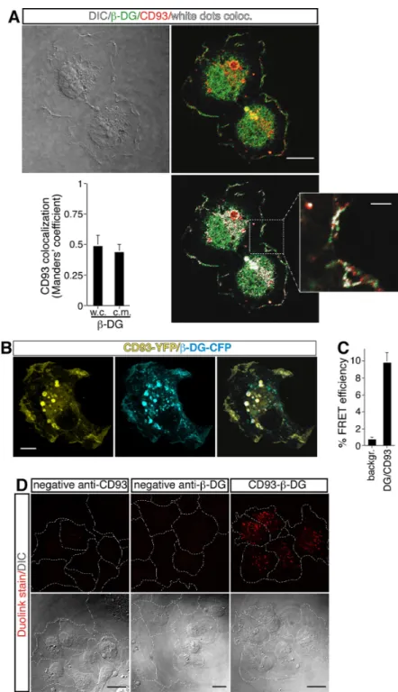 Figure 2: Direct association between CD93 and β-DG in ECs.  (A) HUVEC, plated onto laminin-coated glass coverslips, were  fixed during the late phase of spreading and analyzed by immunofluorescence using anti-β-DG and anti-CD93 antibodies