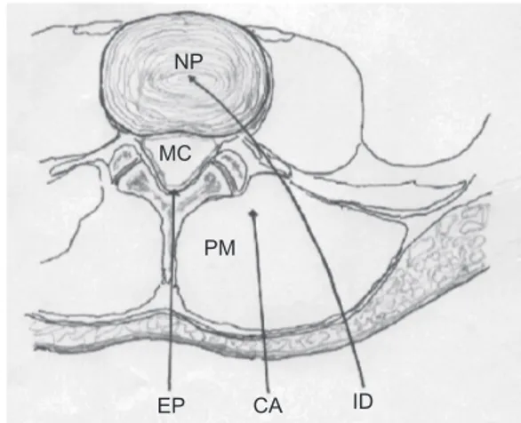 Figure 3 Schematic view of a transverse section of the lumbar region. The arrows  indicate the three possible routes of O 2 -O 3  administration.