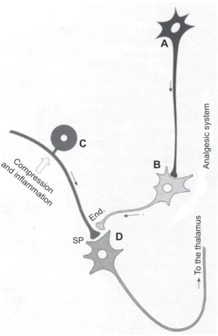 Figure 4 Scheme of the mechanisms for the control of algesic signals. By releasing  endorphins  (end.),  the  enkephalinergic  interneuron  may  inhibit  the  presynaptic  connection of a neurocyte (C) of a spinal ganglion, which, under compression of a  h