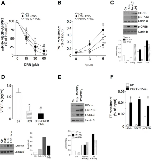 Figure 4: The pro-inflammatory VEGF-A transcription correlates with the activation of HIF-1α, STAT3 and CREB