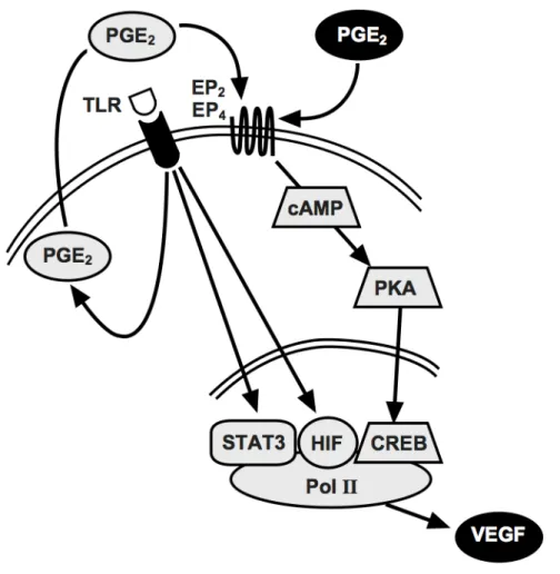 Figure 6: Proposed model for inflammatory VEGF-A production.  The triggering of TLR4 (or TLR7-8) induces the release of 