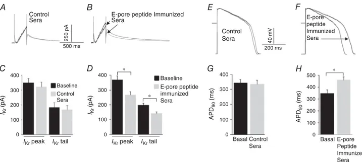 Figure 4. E-pore peptide immunized guinea-pigs serum inhibits native IKr and prolong action potential duration