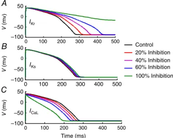 Table 1. Mathematical model of the human cardiac action