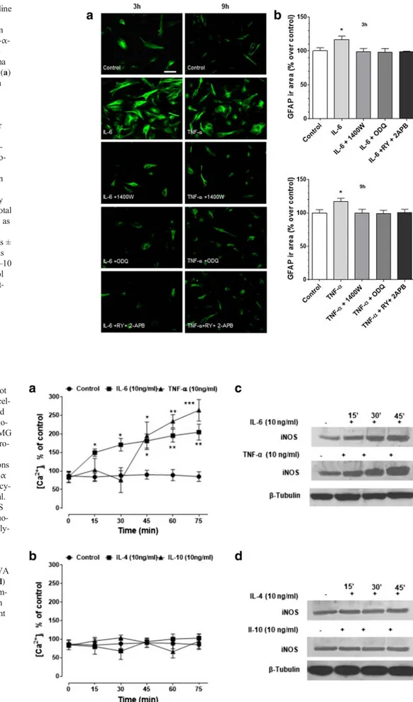 Fig. 4 IL-6 and TNF- α, but not IL-4 and IL-10, increase  intracel-lular calcium concentration and iNOS expression in human  glio-blastoma astrocytoma U-373 MG cells