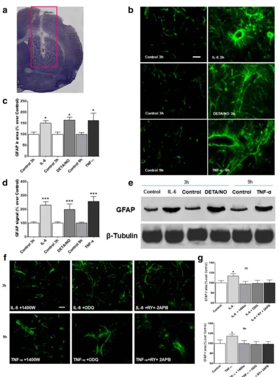 Fig. 7 IL-6, TNF- α and DETA/NO upregulate GFAP expression in rat brain striatum, an effect mediated by NO, cGMP and ryanodine  (RY)-plus inositol-(1,4,5)-trisphosphate (IP3)-sensitive calcium stores