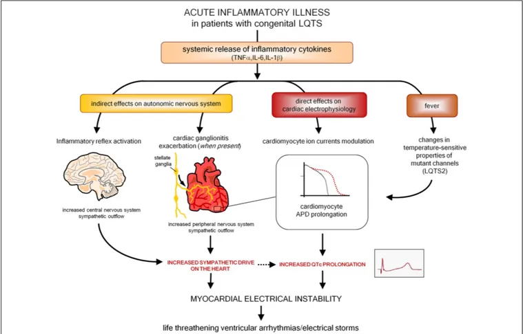 FIGURE 4 | Putative pathways involved in exacerbating myocardial electrical instability in patients with congenital LQTS during an acute inflammatory illness