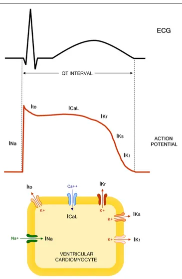 FIGURE 1 | Molecular and electrophysiological basis of QT interval. INa, sodium current; Ito, transient outward current; ICaL, L(long-lasting)-type calcium current; IKr, rapid component of the delayed rectifier potassium current; IKs, slow component of the