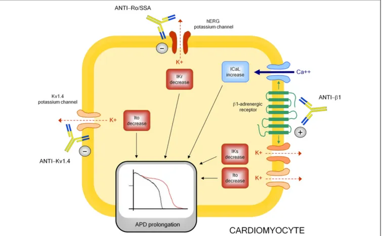 FIGURE 3 | Autoantibody-mediated QTc prolongation: molecular targets and electrophysiological consequences