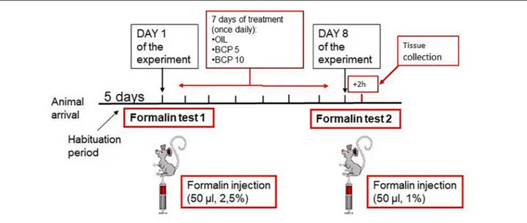 FIGURE 1 | Schematic representation of the experimental design: on the day of the experiment, the two animals belonging to a cage were subjected to the first formalin test (FT1) together in two separate open fields