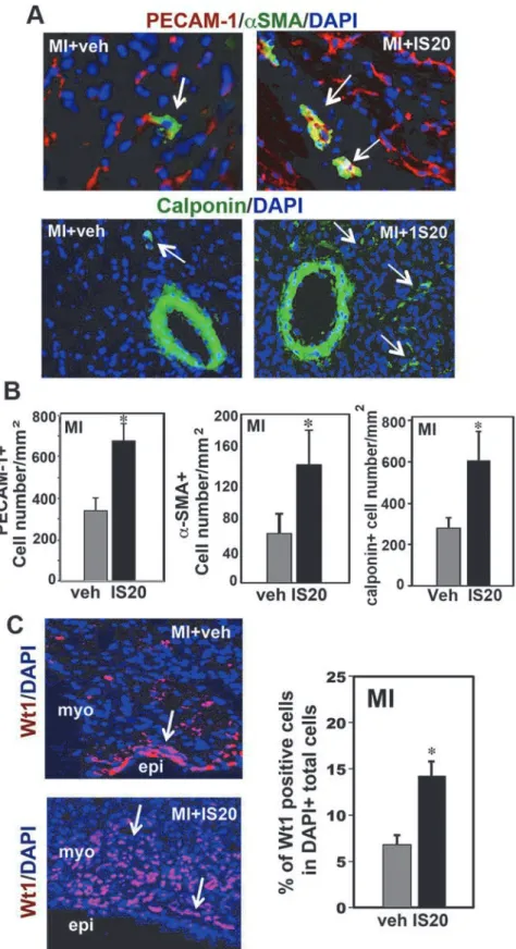 Fig 6. Increase neovascularization, capillary formation and cardiac progenitor cell numbers by non- non-peptide PKR1 agonist during cardiac remodeling