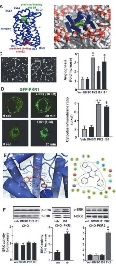 Fig 1. PKR1 homology model predictions of binding sites and evaluation of IS1 pharmacology and its interactions with PKR1 binding sites