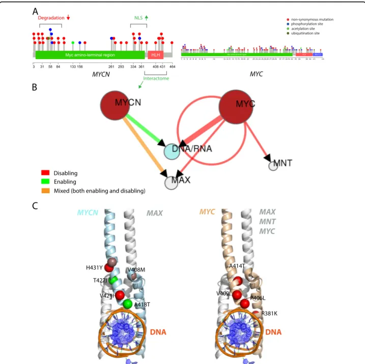 Fig. 4 MYC and MYCN non-synonymous mutations comparison. Mutations (red lollipops) annotated on protein primary sequence with additional information regarding post-translational modi ﬁcations (PTMs) and domain composition