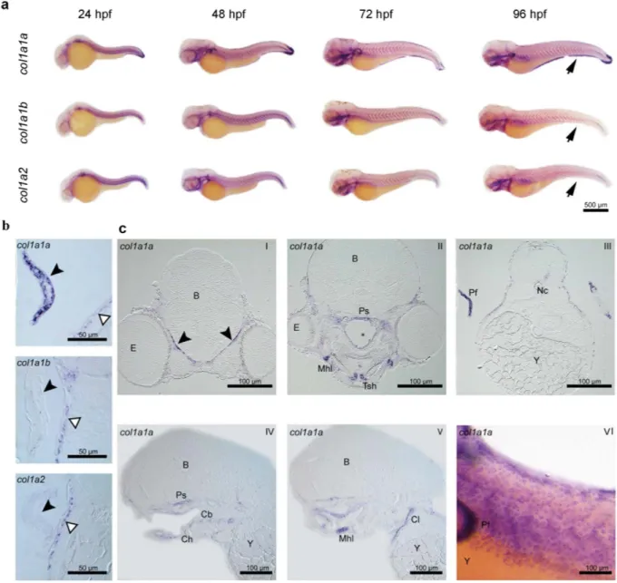 Figure 4.  Whole mount in situ hybridization (WISH) for type I collagen genes in zebrafish embryos