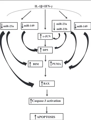 Figure 8 —Proposed model for the cytokine-induced cross talk be- be-tween miRNAs and proapoptotic Bcl-2 proteins in b-cells