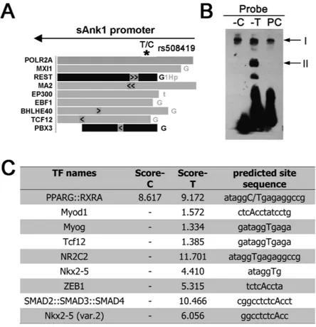 Figure 3.  The T2D C risk allele of rs508419 alters transcription factor binding. (A) The genomic rs508419 