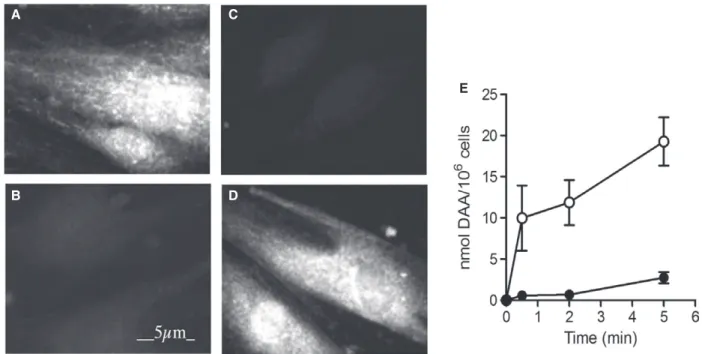 Fig. 4. Expression of GLUT10 in ATS fibroblasts restores DAA transport. Stable transfection of GLUT10 into the fibroblasts of the ATS patient P1 resulted in the appearance of GLUT10 protein in the cells, as it was verified by immunocytochemistry
