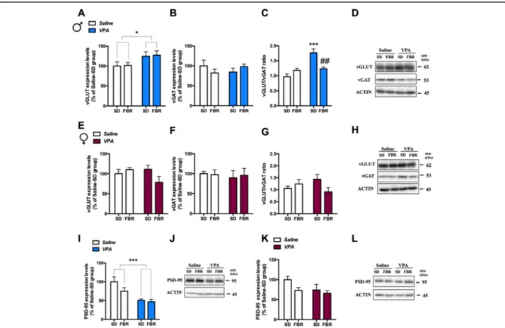 Fig. 8 Treatment with fenofibrate affected the expression of pre- and postsynaptic markers in the CPu of VPA-exposed rats 