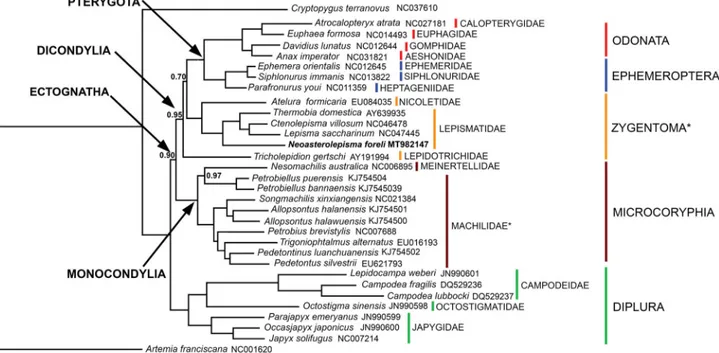 Figure 1. Phylogenetic tree obtained through a Bayesian statistical approach on the concatenated 13 PCGs of basal Ectognatha and two outgroups (Artemia francis- francis-cana and Cryptopygus terranovus)