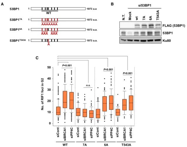 Figure 5. Analysis of RIF1 Foci in 53BP1 Phosphor Mutants