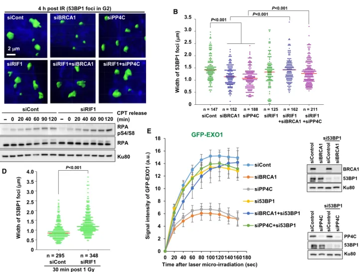 Figure 6. RIF1 Maintains the 53BP1 Barrier by Preventing 53BP1 Repositioning