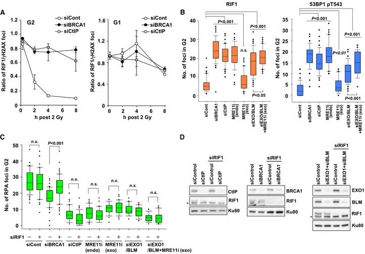 Figure 2. Impaired Resection by CtIP Depletion or MRE11 Endonuclease Inhibition Sustains RIF1 at DSB Sites