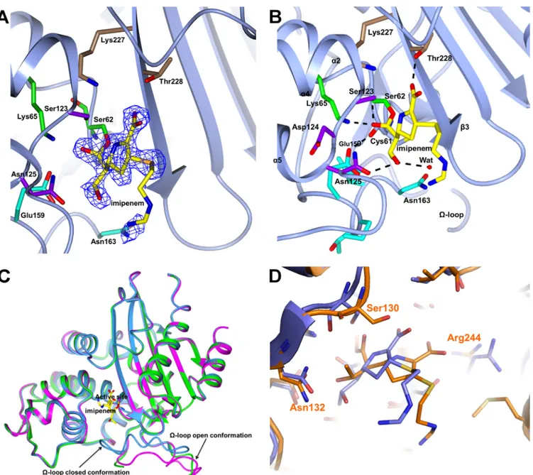 FIG 2 (A) Electron density from the final omit map corresponding to imipenem covalently bound to Ser62 is shown as a blue wire contoured at 2.7 ␴