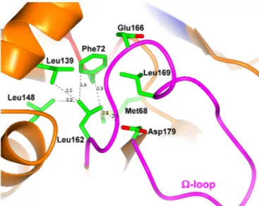 FIG 5 Hydrophobic pocket hosting the side chain of the ⍀-loop residue Leu155 (green sticks, Leu162) is shown.