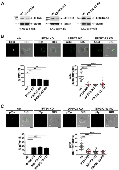 Fig. 3. The IFT20 interactors IFT54, ARPC3 and ERGIC53 participate in IS assembly in primary T cells