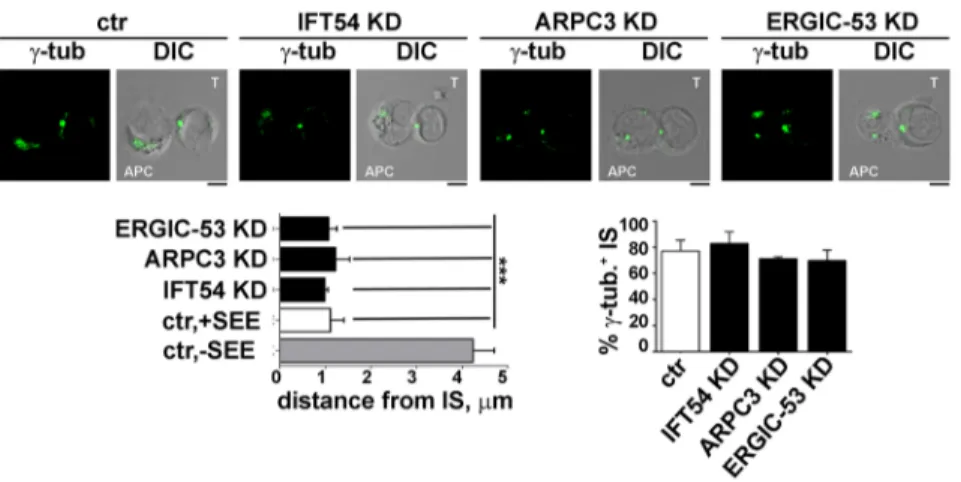 Fig. 4. IFT54, ARPC3 or ERGIC-53 deficency does not affect MTOC polarization. Immunofluorescence analysis of γ-tubulin (centrosome marker) in conjugates of control (ctr) or IFT54, ARPC3 KD or ERGIC-53 KD T cells (labelled T) and SEE-pulsed Raji cells (APC)