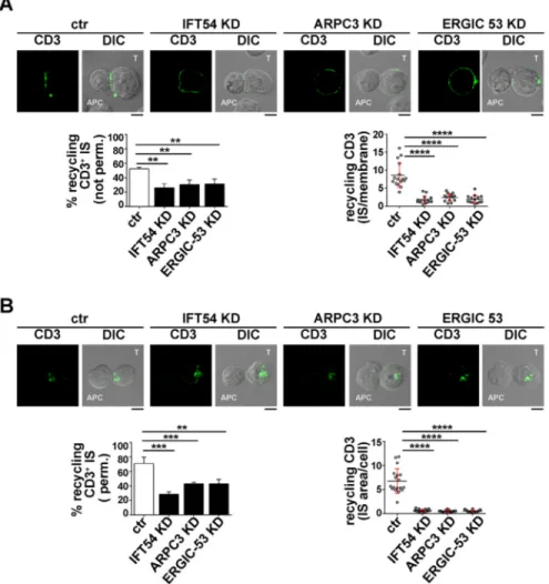 Fig. 5. IFT54, ARPC3 and ERGIC-53 participate in IFT20-dependent TCR recycling to the IS