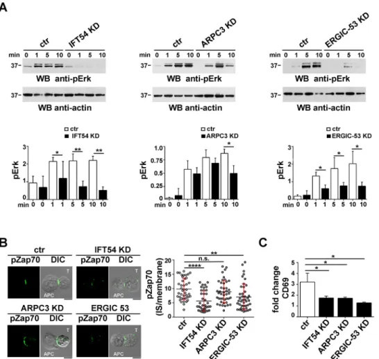 Fig. 7. IFT54, ARPC3 and ERGIC-53 contribute to T cell activation. (A) Immunoblot analysis of ERK1/2 phosphorylation in control or IFT54 KD, ARPC3 KD or ERGIC-53 KD cells, either unstimulated or activated with anti-CD3 and anti-CD28 mAbs (1 μg/ml) for the 