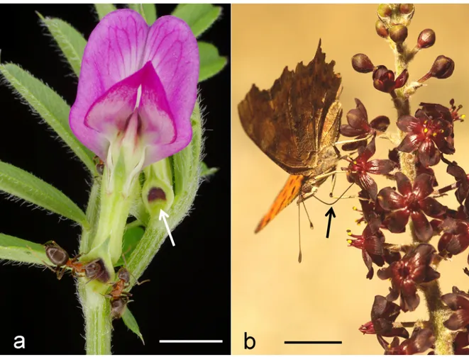 Fig. 1  Nectar and nectar feeders. a Ants foraging for nectar on the stipular extra-floral nectaries (arrow) of Vicia sativa  (Fabaceae) (picture by D