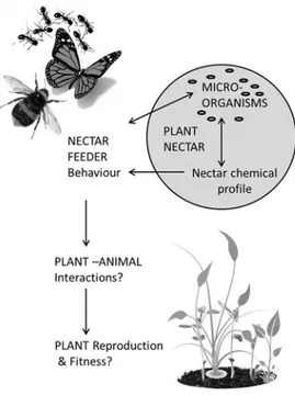 Fig. 2  Interactions between nectar feeders, mi- mi-croorganisms, and nectar (floral and extra-floral)  secreted by plants