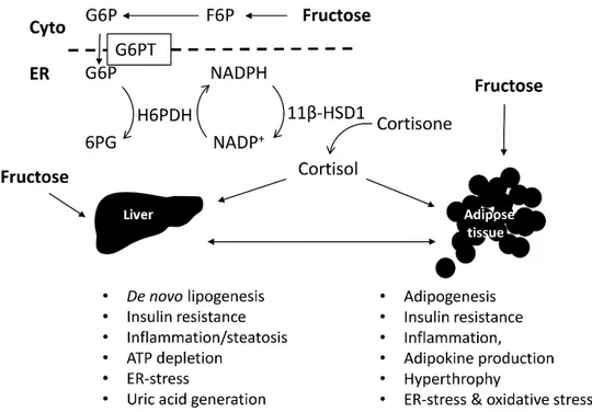 Figure 3. Effect of fructose on liver and adipose tissue, their interconnections, and impact of  glucocorticoid activation
